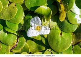 Attēlu rezultāti vaicājumam “Hydrocharis morsus-ranae flower”