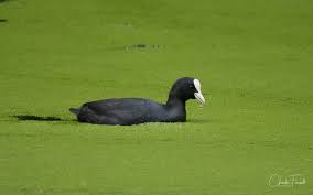 Attēlu rezultāti vaicājumam “Fulica atra adult”