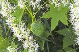 Attēlu rezultāti vaicājumam “Echinocystis lobata flower”
