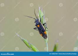 Attēlu rezultāti vaicājumam “Capsodes gothicus”