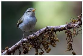 Attēlu rezultāti vaicājumam “Phylloscopus trochiloides adult”