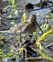 Attēlu rezultāti vaicājumam “Gallinago gallinago nest”