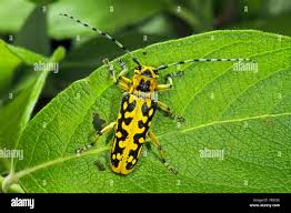 Attēlu rezultāti vaicājumam “Saperda scalaris”