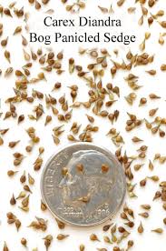 Attēlu rezultāti vaicājumam “Carex diandra fruit”