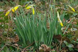 Attēlu rezultāti vaicājumam “Narcissus leaf”