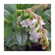 Attēlu rezultāti vaicājumam “Vaccinium vitis-idaea flower”