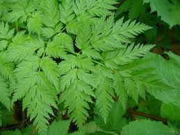Attēlu rezultāti vaicājumam “Anthriscus sylvestris leaf”
