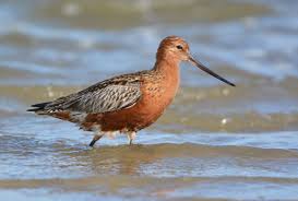 Attēlu rezultāti vaicājumam “Limosa lapponica”