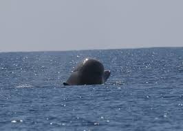 Image result for Hyperoodon ampullatus