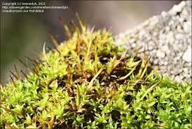 Attēlu rezultāti vaicājumam “Tortula muralis”