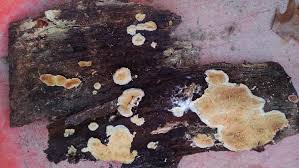 Attēlu rezultāti vaicājumam “Leocarpus fragilis stalked”