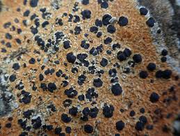 Attēlu rezultāti vaicājumam “Porpidia macrocarpa”