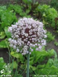 Attēlu rezultāti vaicājumam “Allium cepa”