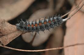 Attēlu rezultāti vaicājumam “Nymphalis antiopa upperside”