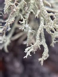 Attēlu rezultāti vaicājumam “Evernia mesomorpha”