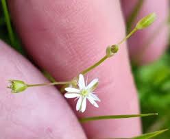 Attēlu rezultāti vaicājumam “Stellaria longifolia flower”