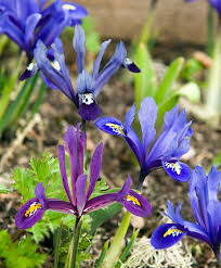 Attēlu rezultāti vaicājumam “Iris reticulata”
