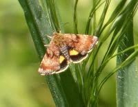 Attēlu rezultāti vaicājumam “Panemeria tenebrata”