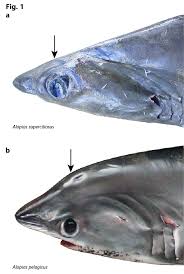 Image result for Alopias superciliosus
