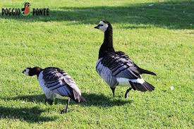 Attēlu rezultāti vaicājumam “Branta leucopsis adult”