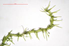 Attēlu rezultāti vaicājumam “Blepharostoma trichophyllum sporophyte”