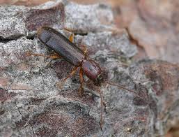 Attēlu rezultāti vaicājumam “Nothorhina punctata”