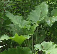 Attēlu rezultāti vaicājumam “Arctium lappa”