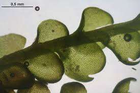 Attēlu rezultāti vaicājumam “Gymnocolea inflata”