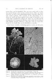 Attēlu rezultāti vaicājumam “Clastoderma debaryanum”