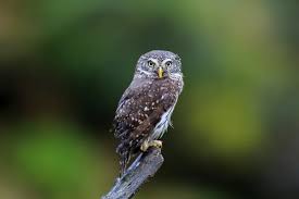 Attēlu rezultāti vaicājumam “Glaucidium passerinum”