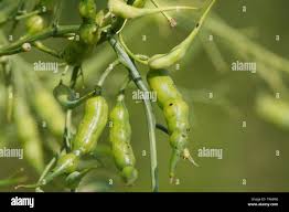 Image result for Raphanus sativus ssp. Oleiformes