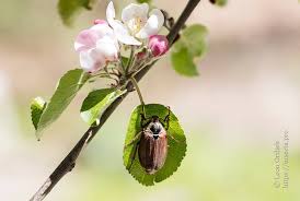 Attēlu rezultāti vaicājumam “Melolontha melolontha imago”