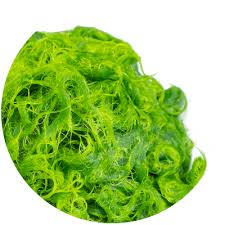 Attēlu rezultāti vaicājumam “Enteromorpha sp.”