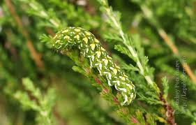 Attēlu rezultāti vaicājumam “Anarta myrtilli larva”