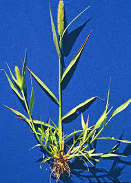 Attēlu rezultāti vaicājumam “Setaria viridis fruit”