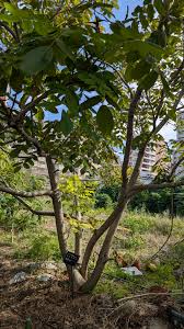 Attēlu rezultāti vaicājumam “Juglans mandshurica”