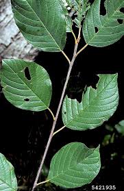 Attēlu rezultāti vaicājumam “Frangula alnus leaf”