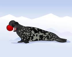 Image result for Cystophora cristata