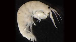 Attēlu rezultāti vaicājumam “Amphipoda”