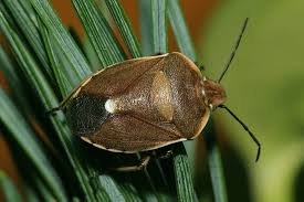 Attēlu rezultāti vaicājumam “Chlorochroa juniperina imago”