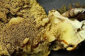 Attēlu rezultāti vaicājumam “Leucogyrophana sororia”