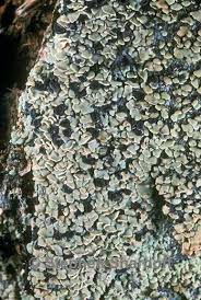 Attēlu rezultāti vaicājumam “Hypocenomyce scalaris”