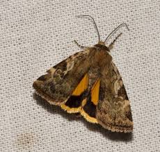 Attēlu rezultāti vaicājumam “Cryptocala chardinyi”