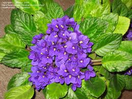 Image result for Saintpaulia ionantha Culitvar