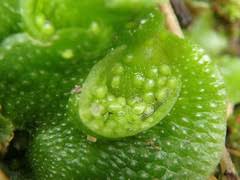 Attēlu rezultāti vaicājumam “Harpanthus flotovianus”