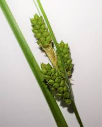 Attēlu rezultāti vaicājumam “Carex capillaris fruit”