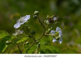 Attēlu rezultāti vaicājumam “Rubus caesius flower”