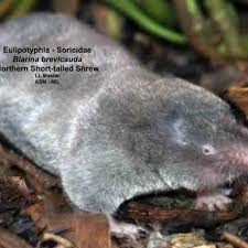 Attēlu rezultāti vaicājumam “Euura brevicornis”