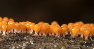 Attēlu rezultāti vaicājumam “Hemitrichia decipiens macro”