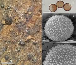 Attēlu rezultāti vaicājumam “Licea pusilla spores”